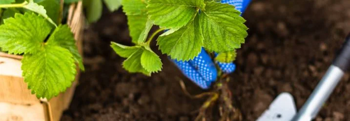 Erdbeerpflanze wird eingepflanzt